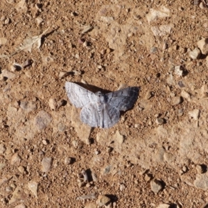 Crypsiphona ocultaria at Black Range, NSW - 4 Jun 2020 05:52 AM