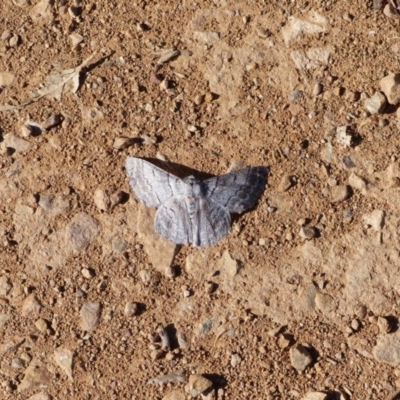 Crypsiphona ocultaria (Red-lined Looper Moth) at Black Range, NSW - 3 Jun 2020 by MatthewHiggins