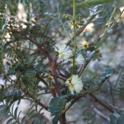 Acacia terminalis (Sunshine Wattle) at Wanniassa Hill - 3 Jun 2020 by Mike