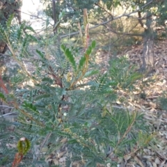 Acacia terminalis at Tuggeranong DC, ACT - 4 Jun 2020