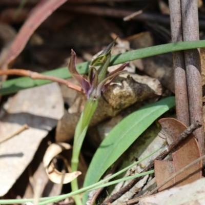 Chiloglottis valida (Large Bird Orchid) at Namadgi National Park - 17 Nov 2019 by PeterR