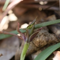 Chiloglottis valida at Tennent, ACT - suppressed