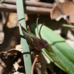 Chiloglottis valida at Tennent, ACT - 17 Nov 2019