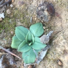 Pterostylidinae (greenhood alliance) (A Greenhood) at Saint Mark's Grassland, Barton - 29 May 2020 by SarahS