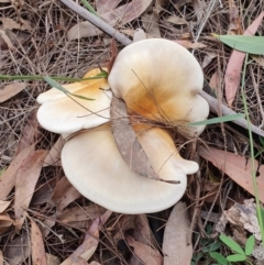 Omphalotus nidiformis (Ghost Fungus) at Wallaga Lake, NSW - 3 Jun 2020 by Volplana