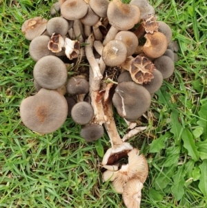 Armillaria sp. at Wallaga Lake, NSW - 4 Jun 2020