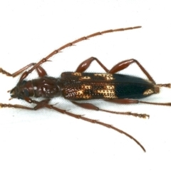 Coptocercus sp. (genus) (Longhorn beetle) at Rosedale, NSW - 3 Jun 2020 by jbromilow50