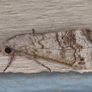 Anomis involuta at Lilli Pilli, NSW - 4 Jun 2020