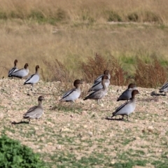 Chenonetta jubata (Australian Wood Duck) at Lanyon - northern section A.C.T. - 2 Jun 2020 by RodDeb