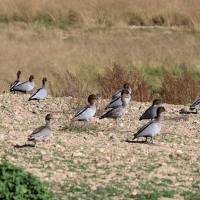 Chenonetta jubata (Australian Wood Duck) at Lanyon - northern section A.C.T. - 2 Jun 2020 by RodDeb