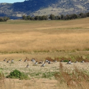 Chenonetta jubata at Gordon, ACT - 2 Jun 2020 11:46 AM