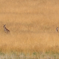 Macropus giganteus (Eastern Grey Kangaroo) at Lanyon - northern section - 2 Jun 2020 by RodDeb