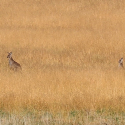 Macropus giganteus (Eastern Grey Kangaroo) at Lanyon - northern section A.C.T. - 2 Jun 2020 by RodDeb