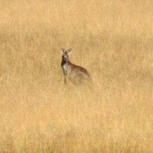 Macropus giganteus at Gordon, ACT - 2 Jun 2020 11:52 AM