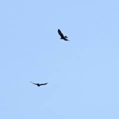 Aquila audax (Wedge-tailed Eagle) at Paddys River, ACT - 2 Jun 2020 by RodDeb