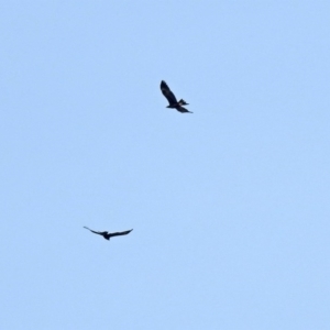 Aquila audax at Paddys River, ACT - 2 Jun 2020