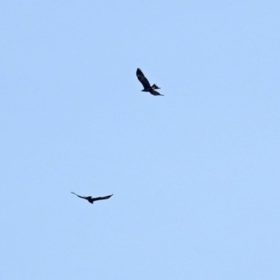 Aquila audax (Wedge-tailed Eagle) at Paddys River, ACT - 2 Jun 2020 by RodDeb