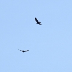 Aquila audax (Wedge-tailed Eagle) at Paddys River, ACT - 1 Jun 2020 by RodDeb