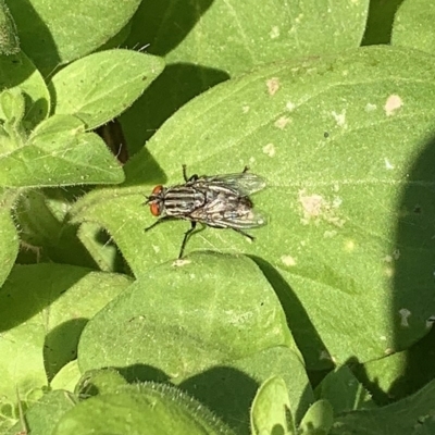 Sarcophagidae sp. (family) (Unidentified flesh fly) at Canberra, ACT - 3 Feb 2020 by JanetRussell
