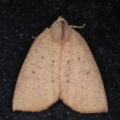 Fisera bradymorpha (Fisera bradymorpha) at Lilli Pilli, NSW - 4 Jun 2020 by jb2602