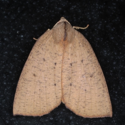 Fisera bradymorpha (Fisera bradymorpha) at Lilli Pilli, NSW - 4 Jun 2020 by jb2602