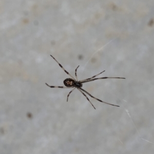 Latrodectus hasselti at Reid, ACT - 31 Mar 2020