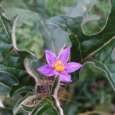 Solanum cinereum (Narrawa Burr) at Majura, ACT - 4 Jun 2020 by JaneR