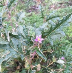 Solanum cinereum at Majura, ACT - 4 Jun 2020 12:10 PM