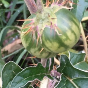 Solanum cinereum at Majura, ACT - 4 Jun 2020