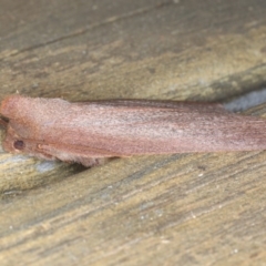 Paralaea porphyrinaria at Lilli Pilli, NSW - 4 Jun 2020 12:13 PM