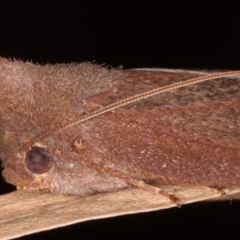 Paralaea porphyrinaria at Lilli Pilli, NSW - 4 Jun 2020 12:13 PM