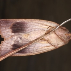 Paralaea porphyrinaria at Lilli Pilli, NSW - 4 Jun 2020 12:13 PM