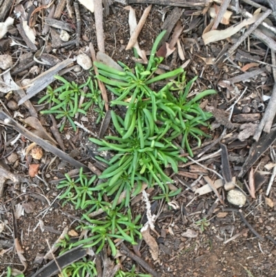 Calandrinia sp. (A Purslane) at Majura, ACT - 4 Jun 2020 by JaneR