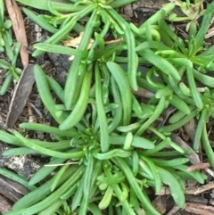 Calandrinia sp. at Majura, ACT - 4 Jun 2020