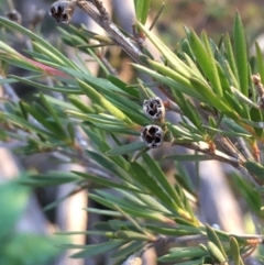 Kunzea ericoides (Burgan) at Mount Majura - 4 Jun 2020 by JaneR