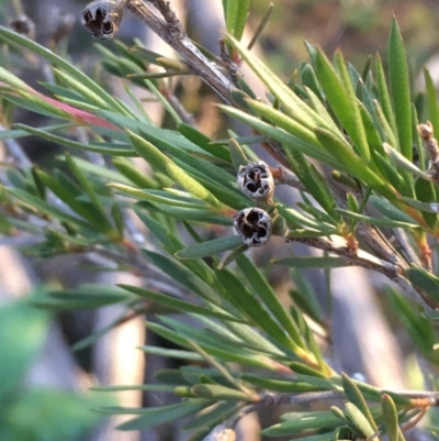 Kunzea ericoides (Burgan) at Mount Majura - 4 Jun 2020 by JaneR