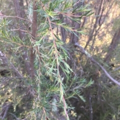 Kunzea ericoides at Majura, ACT - 4 Jun 2020 12:18 PM