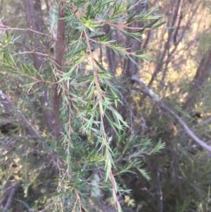 Kunzea ericoides at Majura, ACT - 4 Jun 2020