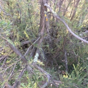 Kunzea ericoides at Majura, ACT - 4 Jun 2020