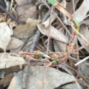 Lepidosperma laterale at Majura, ACT - 4 Jun 2020 12:22 PM