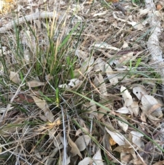 Lepidosperma laterale at Majura, ACT - 4 Jun 2020 12:22 PM