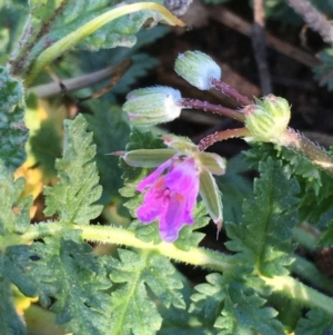 Erodium cicutarium at Hackett, ACT - 4 Jun 2020 12:25 PM