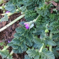 Erodium cicutarium at Hackett, ACT - 4 Jun 2020 12:25 PM