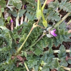 Erodium cicutarium at Hackett, ACT - 4 Jun 2020 12:25 PM