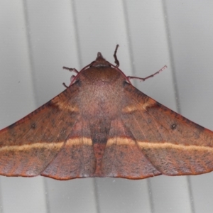 Oenochroma vinaria at Lilli Pilli, NSW - 4 Jun 2020 12:29 PM