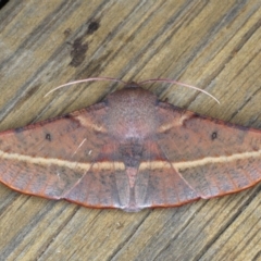 Oenochroma vinaria at Lilli Pilli, NSW - 4 Jun 2020 12:29 PM