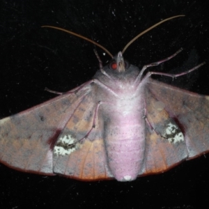 Oenochroma vinaria at Lilli Pilli, NSW - 4 Jun 2020 12:29 PM