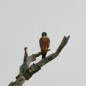 Falco longipennis at Fyshwick, ACT - 4 Jun 2020