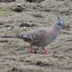 Ocyphaps lophotes (Crested Pigeon) at Point Hut Pond - 2 Feb 2020 by michaelb