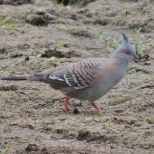 Ocyphaps lophotes at Gordon, ACT - 2 Feb 2020